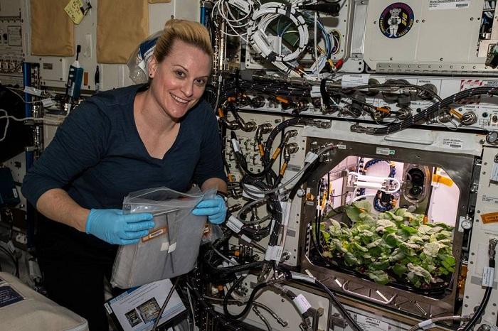 NASA收获史上首批太空萝卜 长什么样？和地球上的有什么区别？
