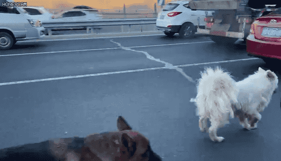 北京五环两只狗狗在车流中穿梭前爪脚垫裂开 接下来发生一幕感动众人