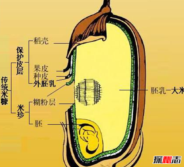 糙米是什么米?糙米的十大功效与作用