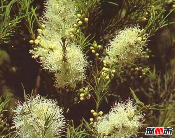 十大最神奇的药用植物 第3预防肺癌,第五让你永不变老