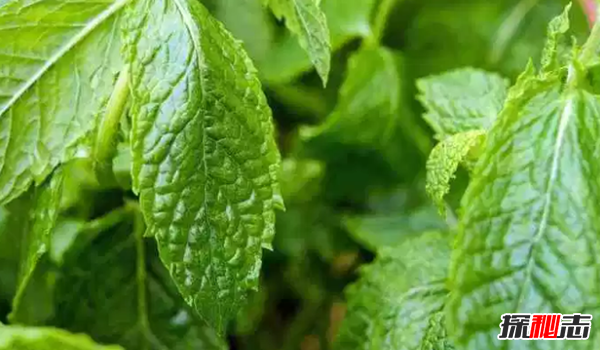 十大最神奇的药用植物 第3预防肺癌,第五让你永不变老