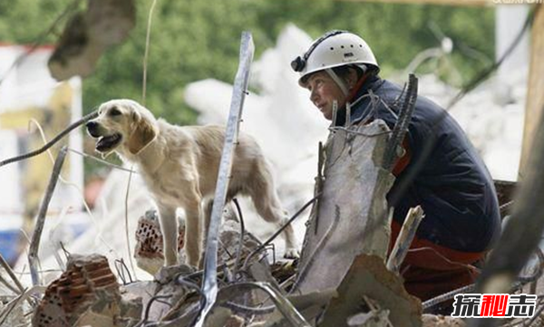 搜救犬要训练多久?关于搜救犬的12大有趣事实