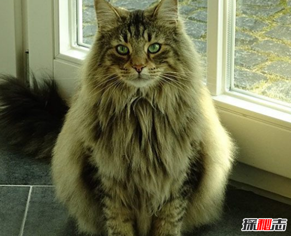 世界12大最奇异的猫品种