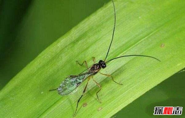 杀不死的十大生物,核武器都杀不死,bug一样的存在