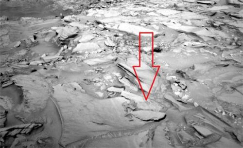 火星上再次被拍到鱼化石 难道火星上真的有生物吗