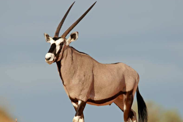 世界上最大的羚羊:非洲大羚羊
