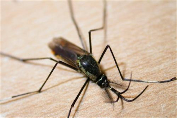 全球最大的蚊子是什么 金腹巨蚊(是平常蚊子10倍大)
