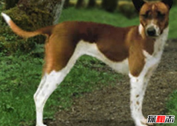 世界上10大最珍贵的狗品种 藏獒第八,第五寿命长达14岁