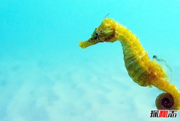 全球10大行动最慢的动物 海星上榜,第一竟是它!