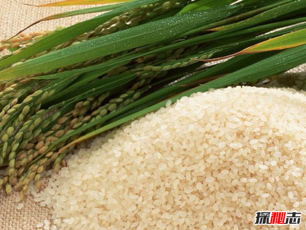 世界上10个最大的稻米生产国 泰国排名第五,中国不负众望