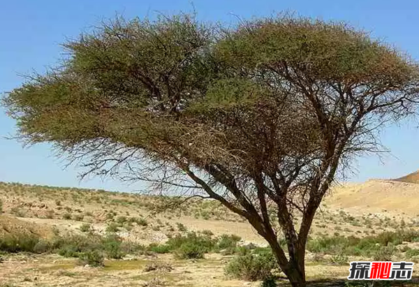 世界上生长最快的植物 第五仅4个月便和地球大小一样(四个)