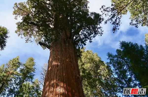 世界上生长最快的植物 第五仅4个月便和地球大小一样(四个)