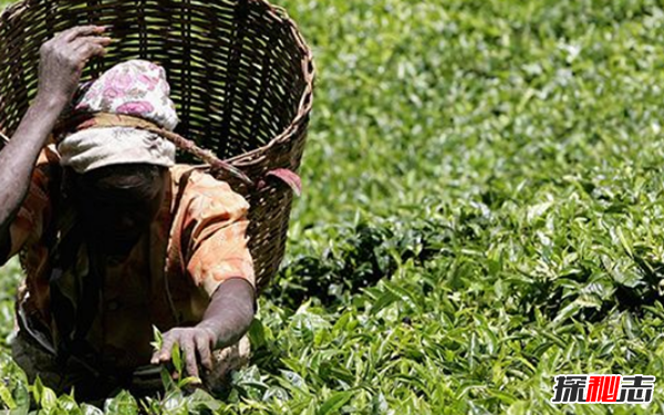 世界上茶叶生产十大国,印度有超10亿饮茶者(70%国内消费)