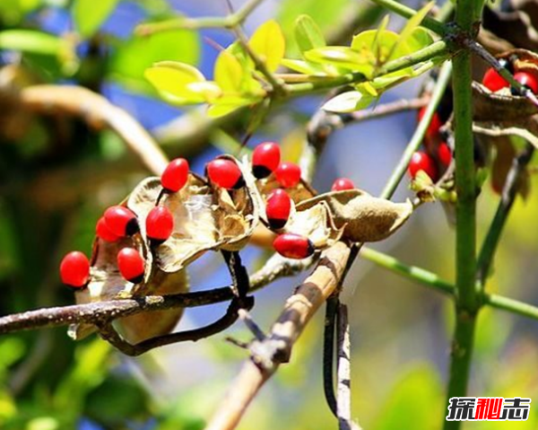 世界上什么植物最危险?盘点世界上12大危险植物