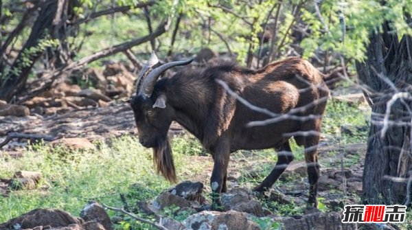 夏威夷有什么动物?盘点夏威夷10大代表动物(比熊猫还珍贵)