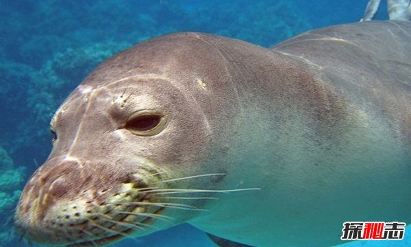 夏威夷有什么动物?盘点夏威夷10大代表动物(比熊猫还珍贵)