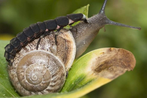 蜗牛的天敌是什么?萤火虫注毒融化蜗牛(成群吸食)