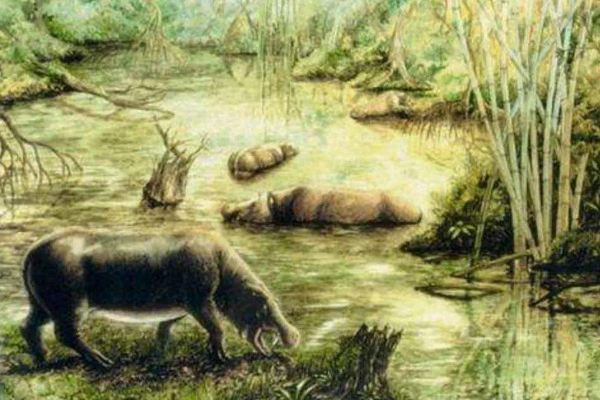 河马的祖先是什么动物?和鲸鱼存在联系(长有半月齿冠)