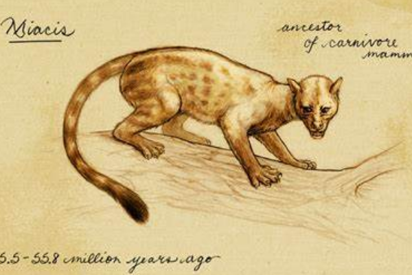 猫和狗的祖先是什么动物?原来都来自同一树栖哺乳动物