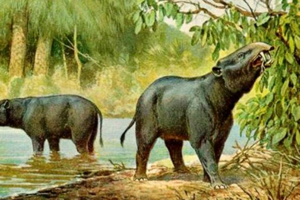大象的祖先是什么动物?始祖象/生活在水中(仅1米高)