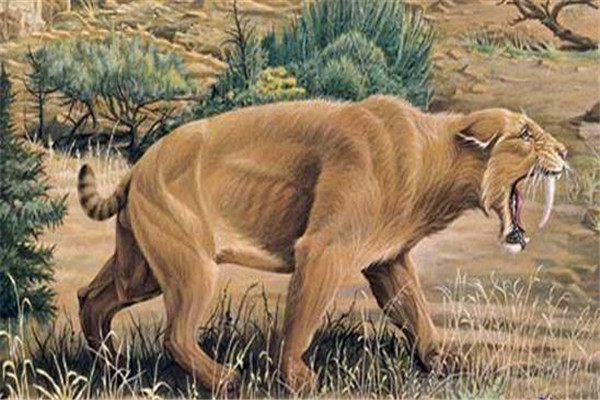 袋剑齿虎：生存在八百万年前的袋装生物