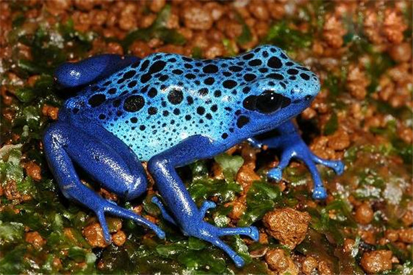 箭毒蛙：世界上外表最美丽的青蛙（外表很鲜艳）