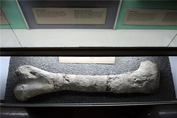 巨脚龙:恐龙界的大脚生物（脚部骨头多造型独特）
