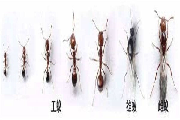 蚂蚁中最幸运的也是最悲惨的一种类型 雄蚁（生命脆弱）