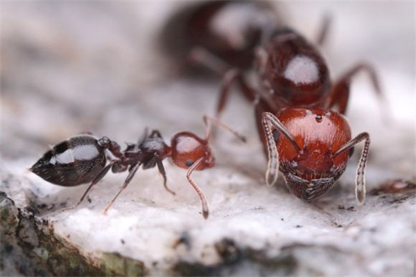 脑袋非常大的蚂蚁 肯尼亚收获蚁（被当做宠物饲养）