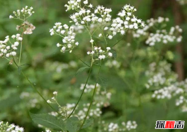 什么花有毒却很美?盘点世界十大最美的毒花(附图)