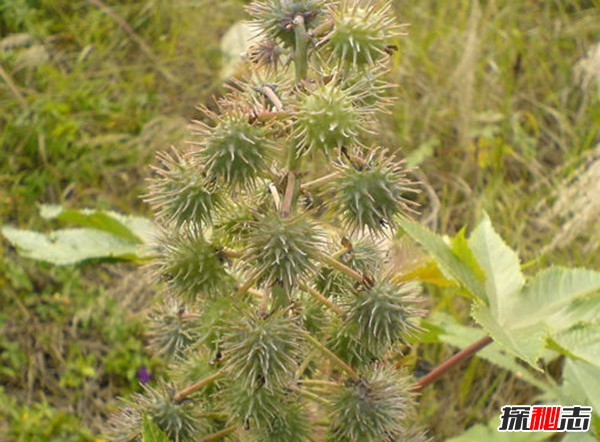 自然界致命植物有哪些?盘点世界十大毒王植物