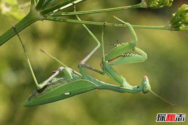 绿巨螳螂vs巨人蜈蚣，巨型昆虫的对决，到底谁赢谁厉害