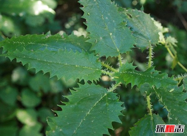 什么植物可以让人致死?盘点可以毒死人的10种植物