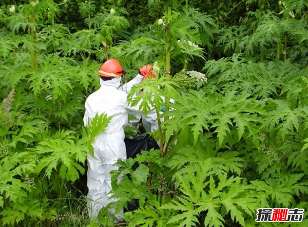 什么植物可以让人致死?盘点可以毒死人的10种植物