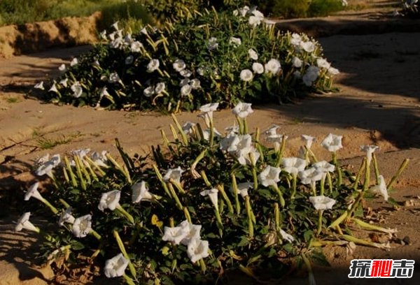 哪些植物一碰人就会死?生活中致人死亡的十大植物