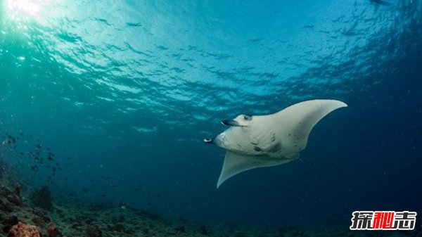 哪些海洋生物濒临灭绝?盘点海洋最珍惜的10大鱼类