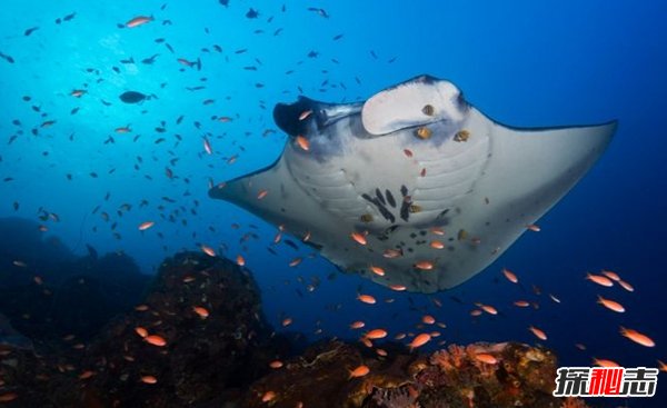 哪些海洋生物濒临灭绝?盘点海洋最珍惜的10大鱼类