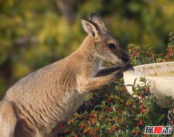 夏威夷有什么动物?盘点夏威夷10大代表动物(比熊猫还珍贵)