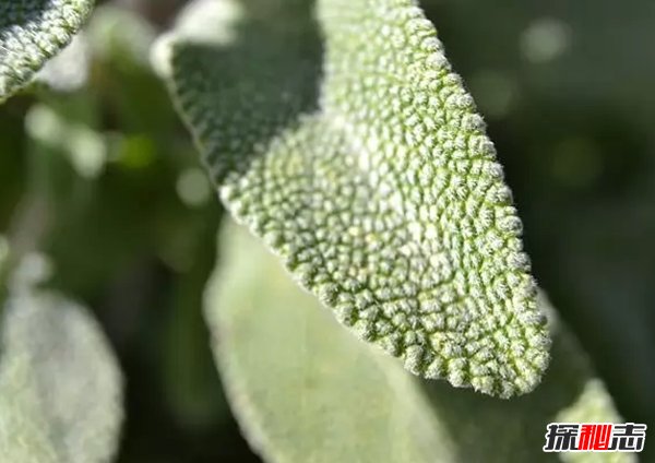 世界最有价值的十大药用植物 第四、第六皆能预防癌症