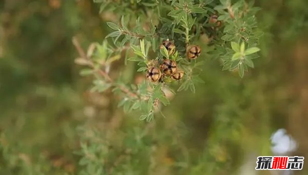 世界最有价值的十大药用植物 第四、第六皆能预防癌症