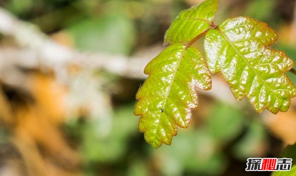 什么植物有毒?美国10大容易常见剧毒植物(要小心)