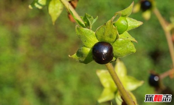 什么植物有毒?美国10大容易常见剧毒植物(要小心)