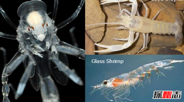 透明的动物有哪些?盘点10种稀有的透明动物(附图)