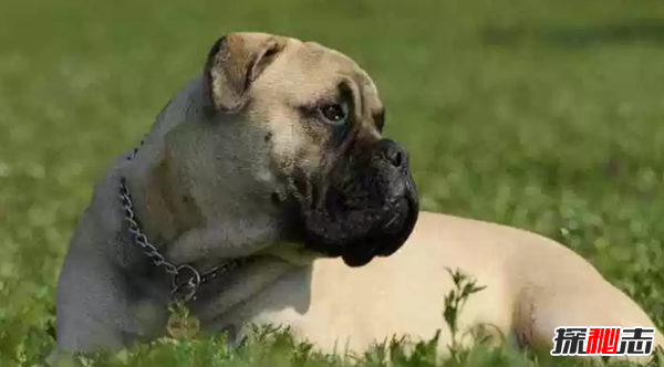 世界十大最优秀的护卫犬 德国牧羊犬仅排名第七