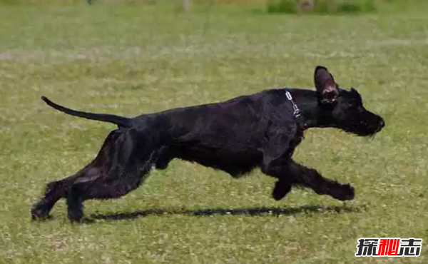 世界十大最优秀的护卫犬 德国牧羊犬仅排名第七