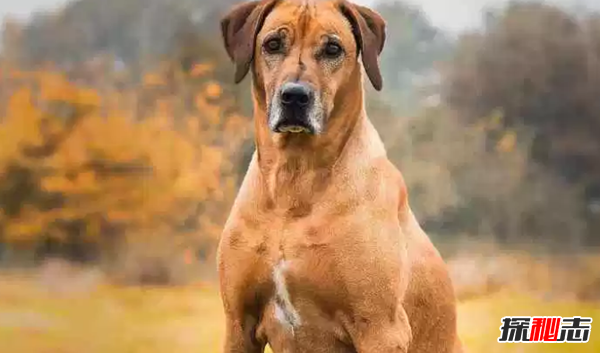 世界十大最优秀的护卫犬 德国牧羊犬仅排名第七