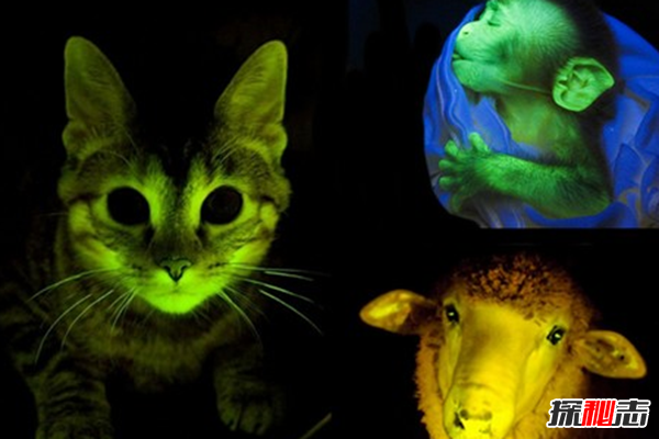 发光的动物有哪些?盘点能够发光的10种动物(令人诧异)