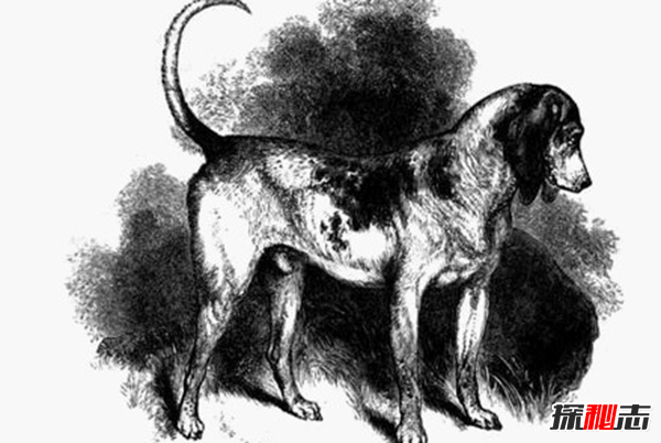 已灭绝的十大狗品种 第七留下标本,第一儿童保护者(可惜)