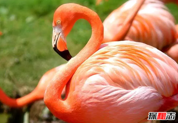 世界上十大粉红色动物 第六寿命长达五年,第一四肢能再生世界上十大粉红色动物 第六寿命长达五年,第一四肢能再生