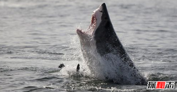 鲨鱼攻击事件哪里最多?鲨鱼攻击的十大可怕之处